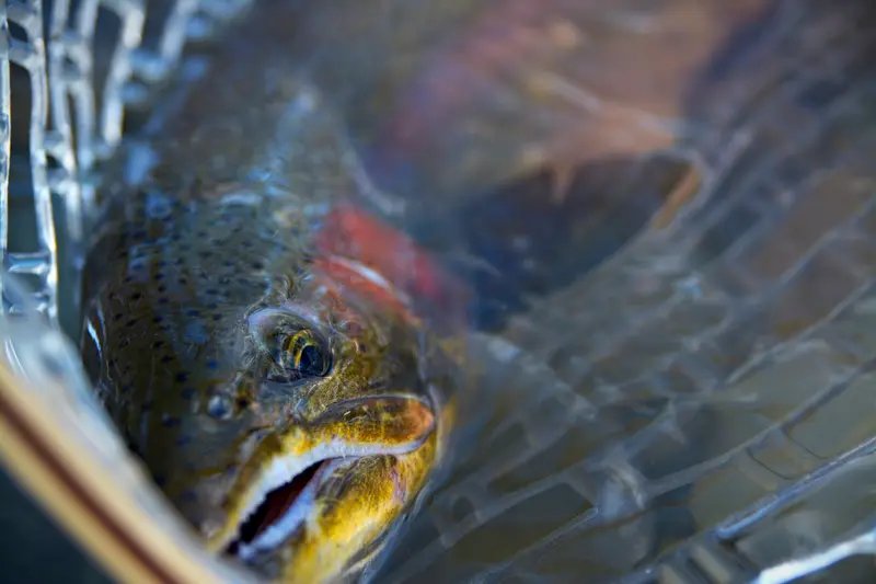 Rainbow Trout Steelhead in Fishing Net